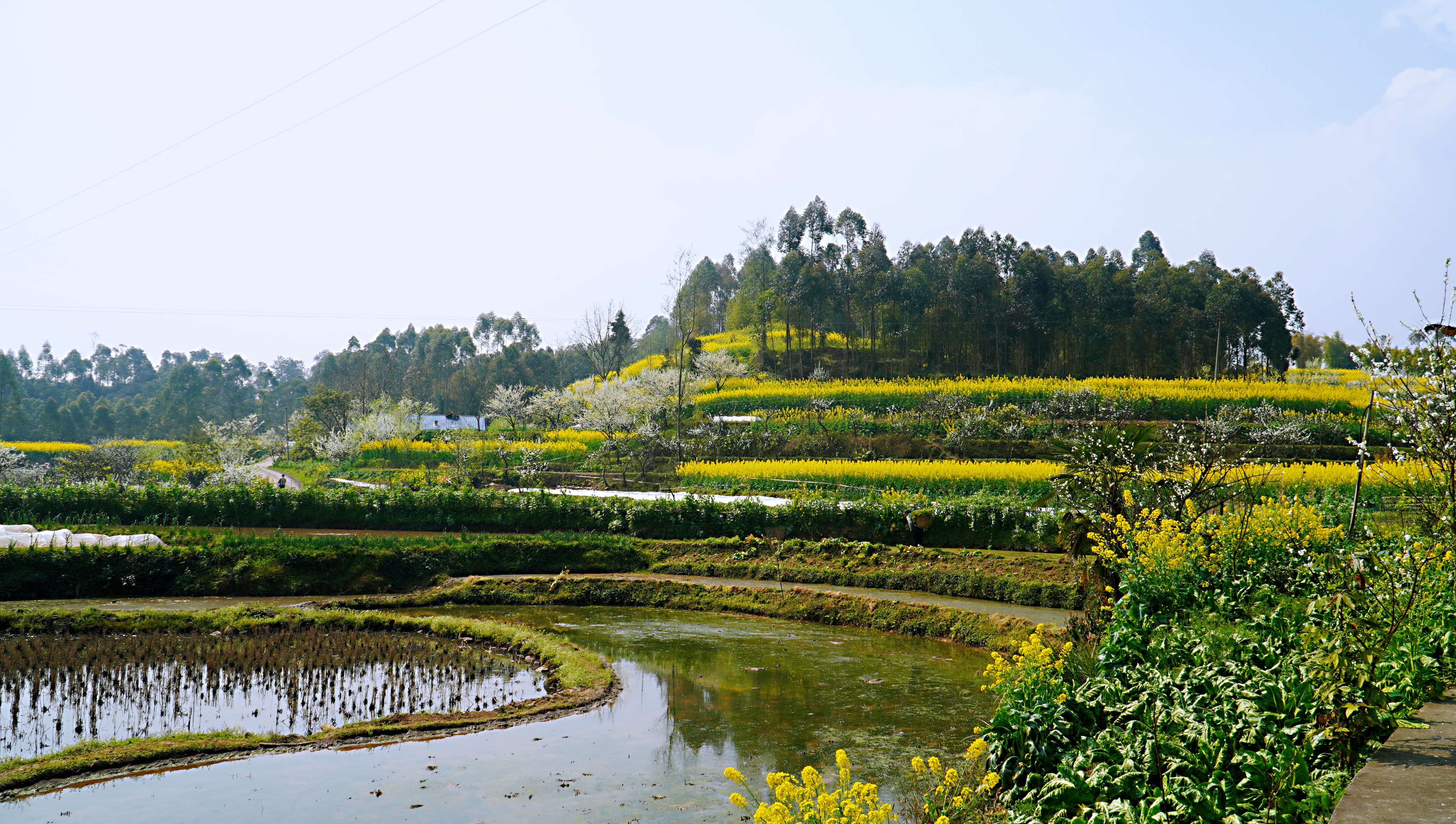 犍为双溪小市村：打造“花园村庄”助力乡村振兴