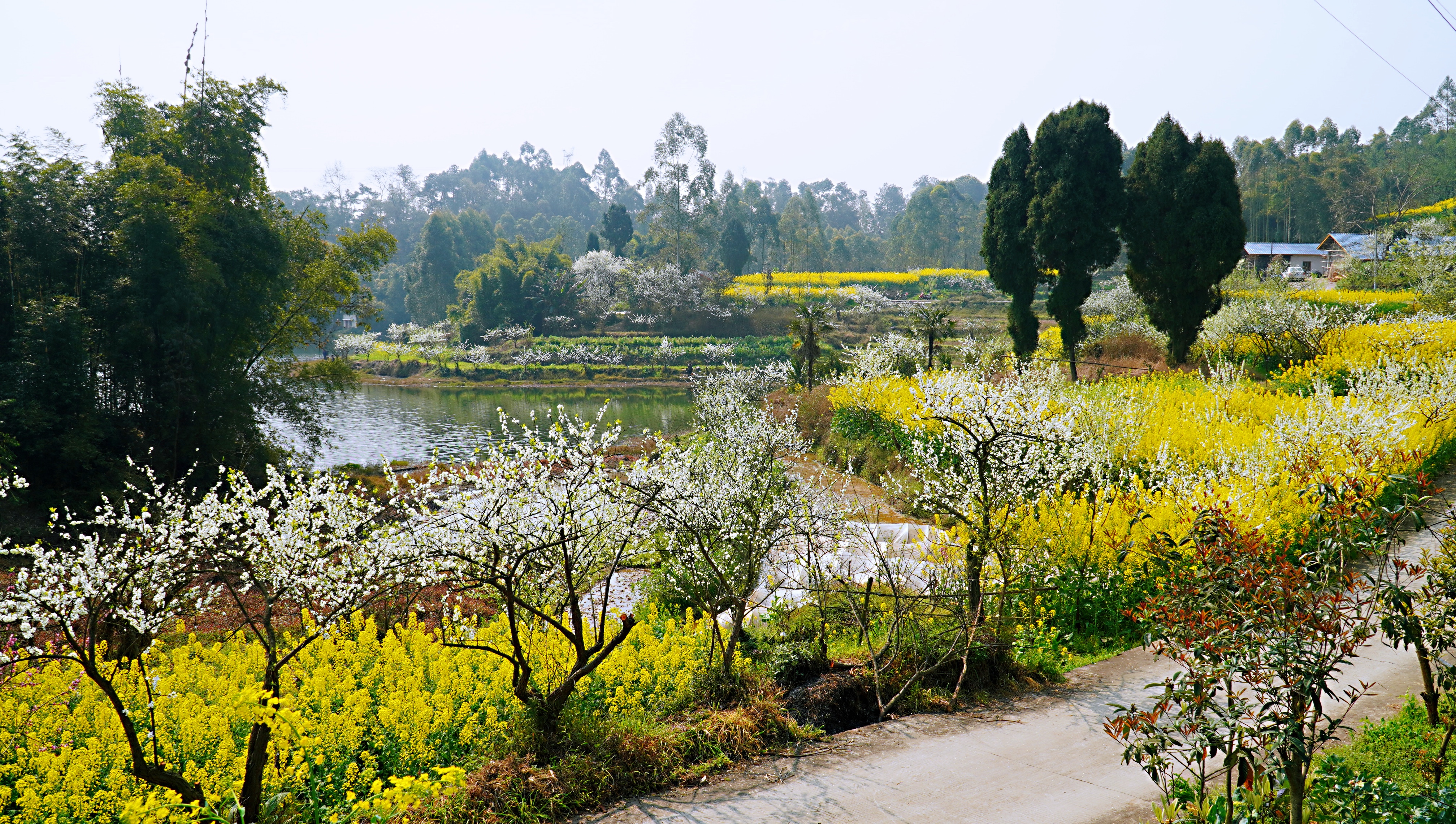 犍为双溪小市村：打造“花园村庄”助力乡村振兴