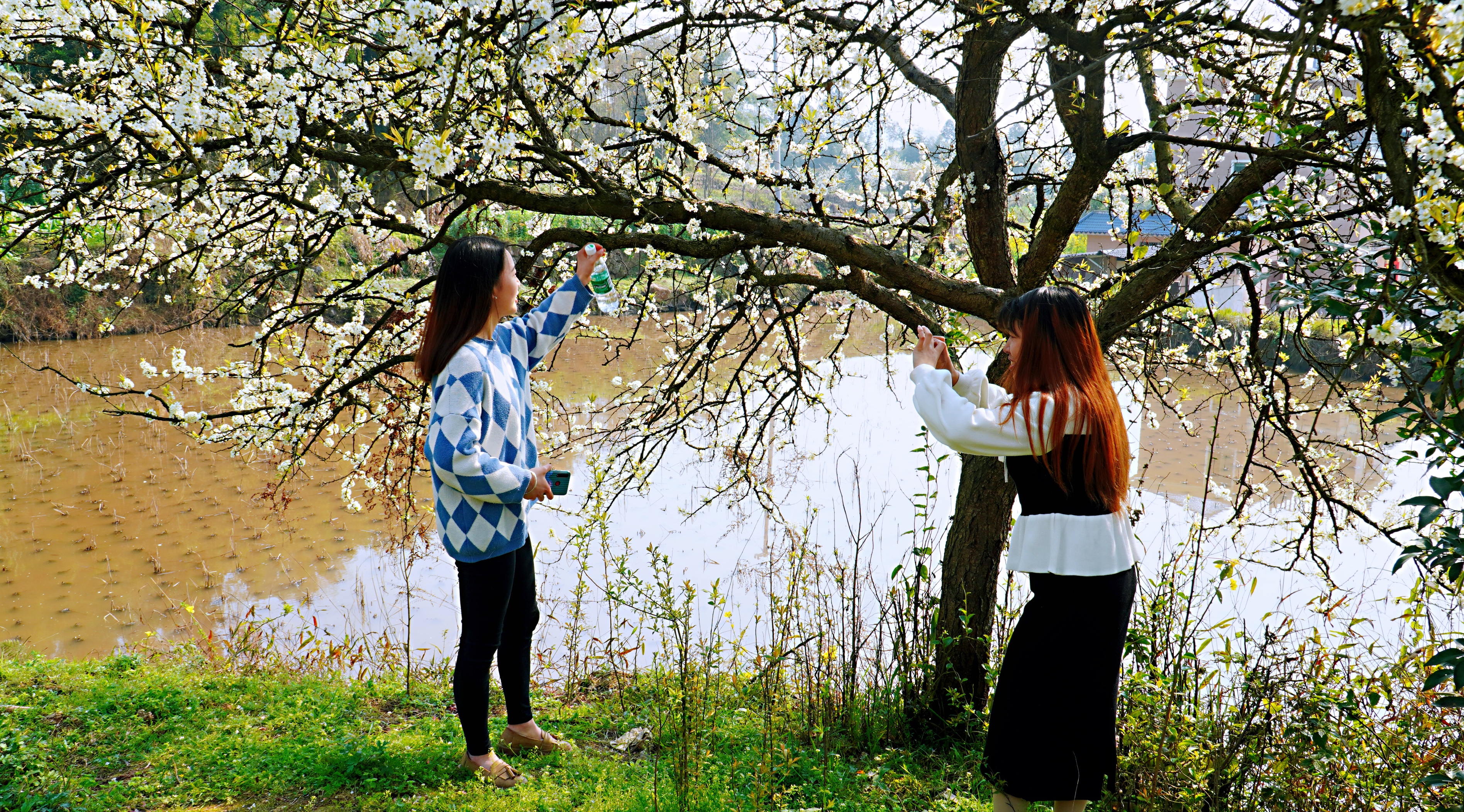 犍为双溪小市村：打造“花园村庄”助力乡村振兴