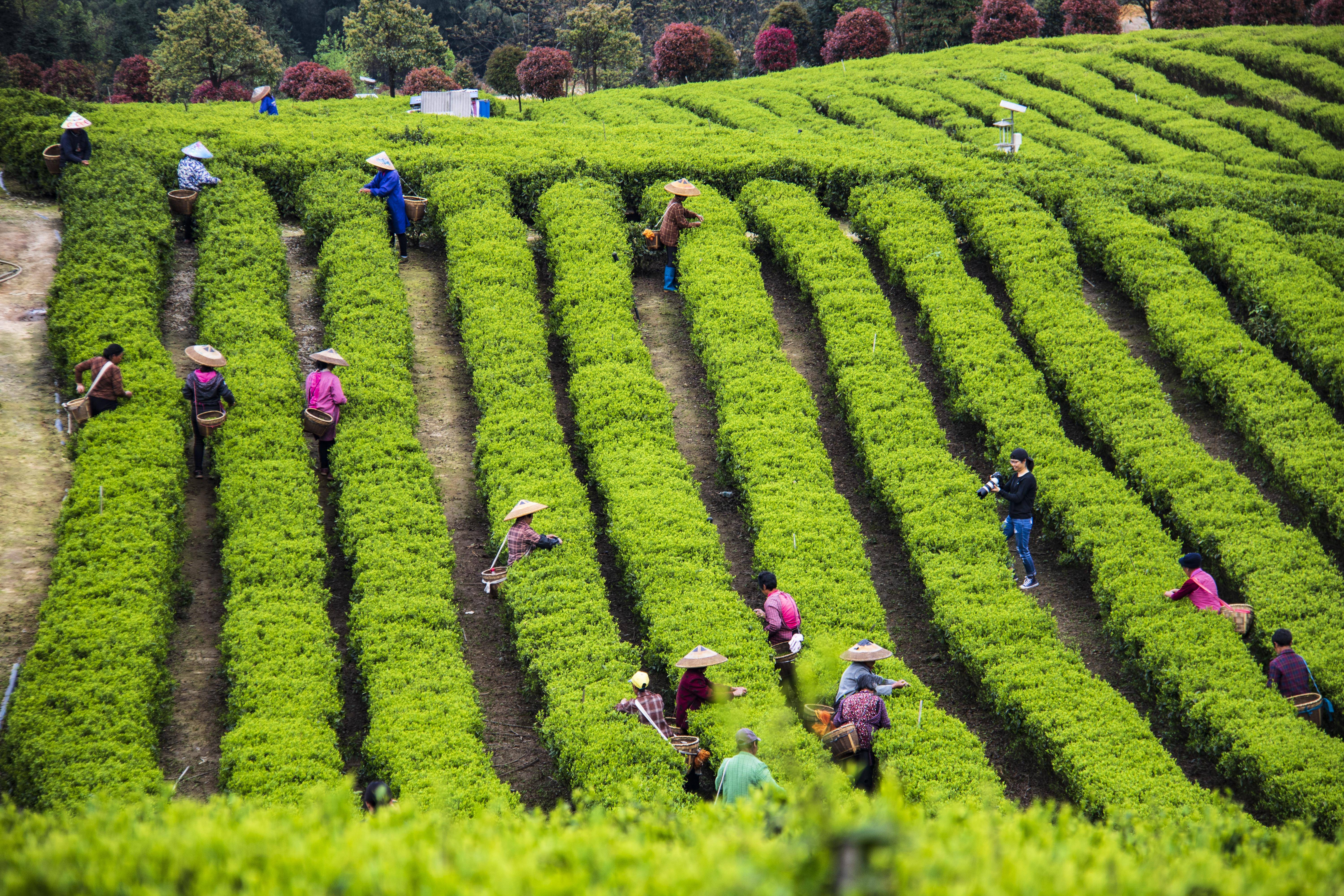 推动有机农业三产融合 助力乡村振兴产业发展 