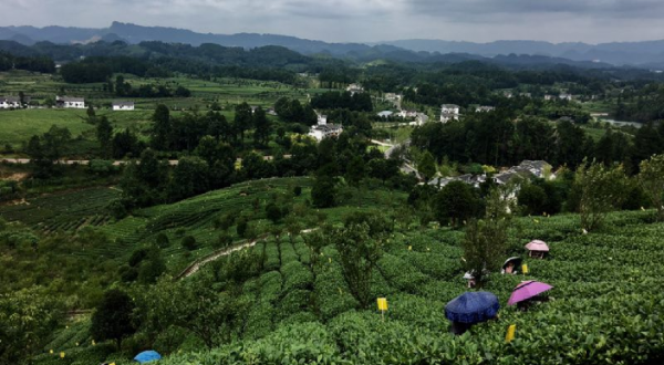 第十一届企业社会责任年度盛典｜刘守英：企业家在乡村振兴中的作为