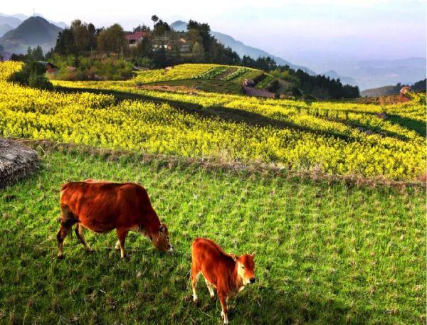 第十一届企业社会责任年度盛典｜刘守英：企业家在乡村振兴中的作为
