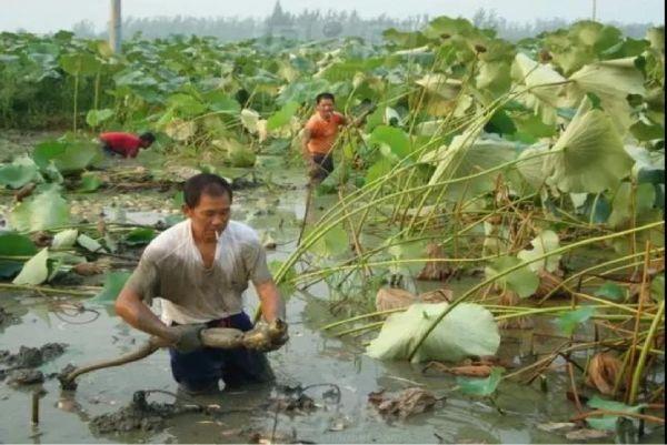 第十一届企业社会责任年度盛典｜刘守英：企业家在乡村振兴中的作为