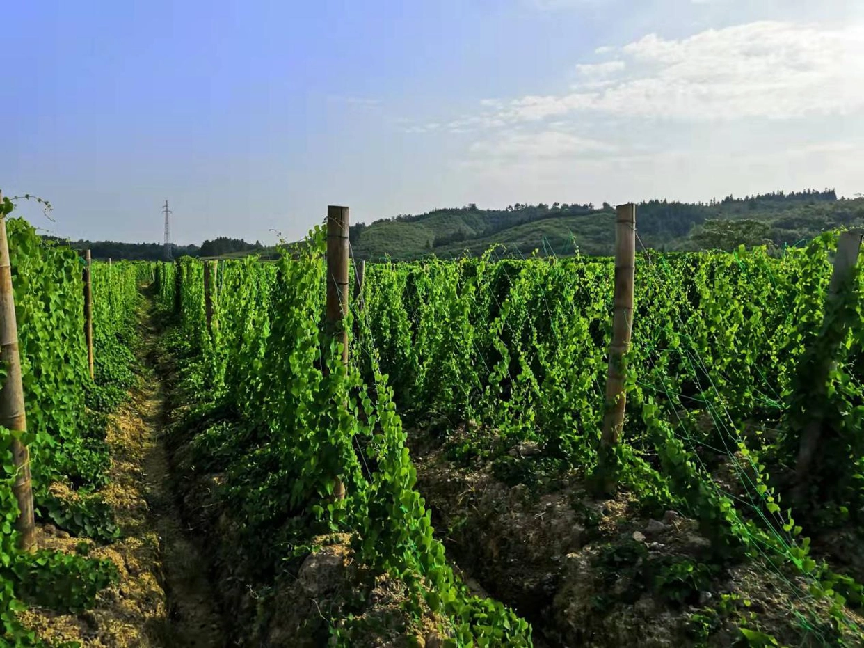 东至县青山乡：昔日贫困村 今朝“美丽”乡村 