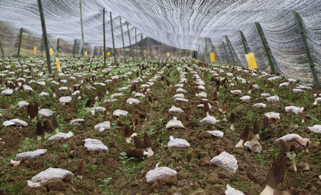 黄小康：大学生返乡创业 田野上圆梦青春