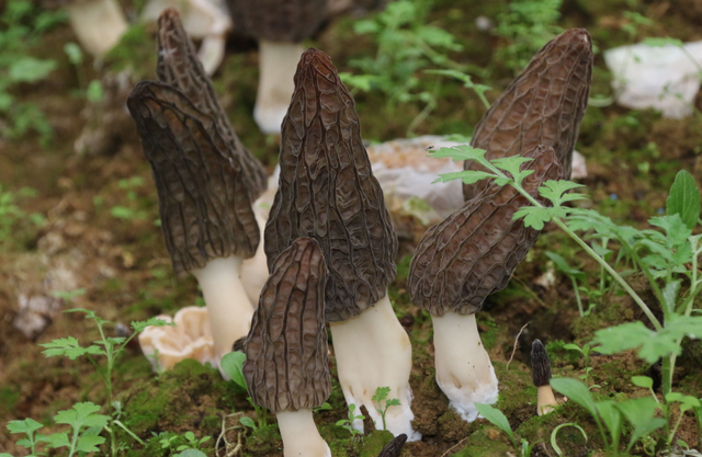 黄小康：大学生返乡创业 田野上圆梦青春