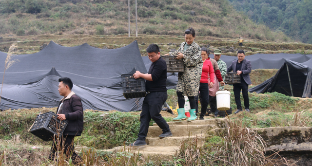 黄小康：大学生返乡创业 田野上圆梦青春