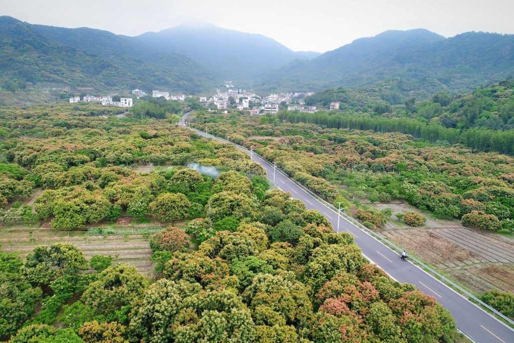 探索超大城市中的乡村振兴之路，广州从化再提速