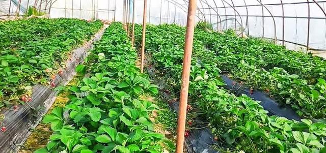 东至县张溪镇东湖村：休闲采摘开启“莓”好时光