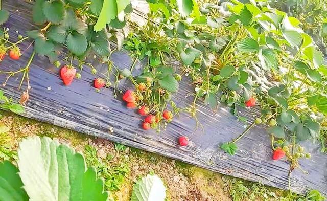 东至县张溪镇东湖村：休闲采摘开启“莓”好时光