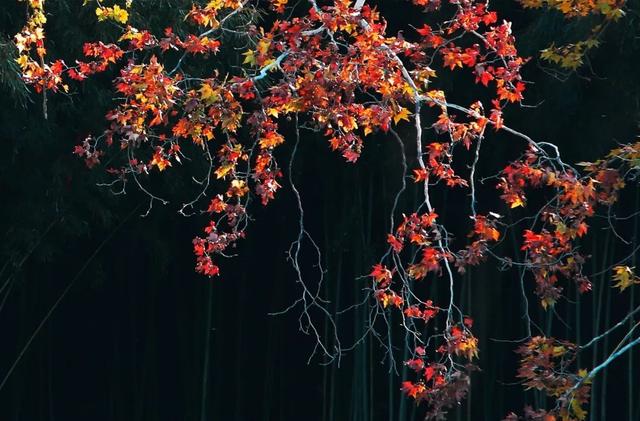 临朐：「助力东亚文化之都创建」书画摄影作品