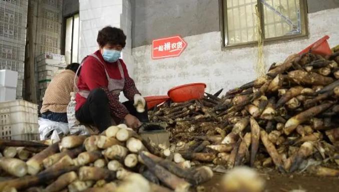 春笋正收成！小伙子靠这一年竟卖上千万元！