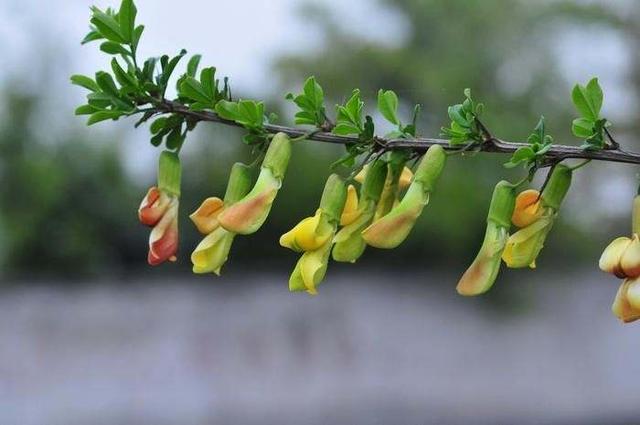 江南物语｜金雀花