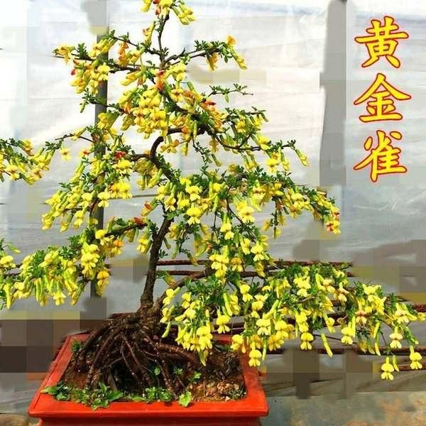 江南物语｜金雀花