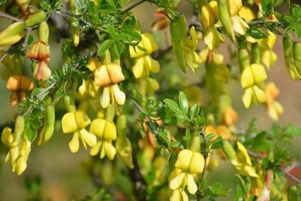 江南物语｜金雀花