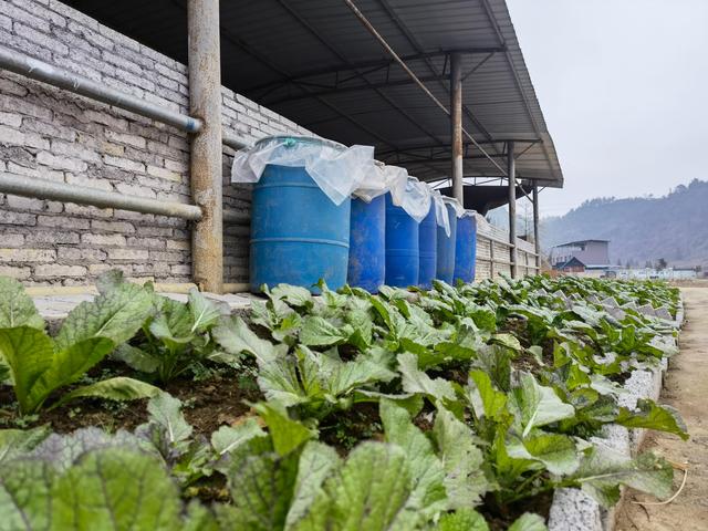 返乡创业，初见成效——记麻江县90后大学毕业生杨光珍