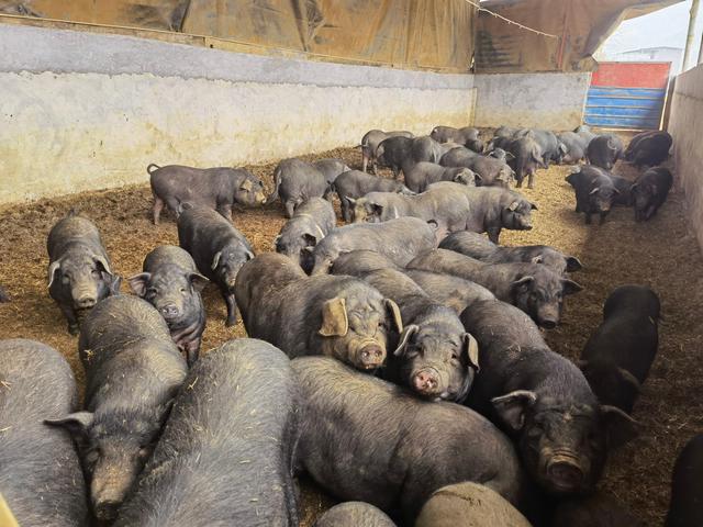 返乡创业，初见成效——记麻江县90后大学毕业生杨光珍