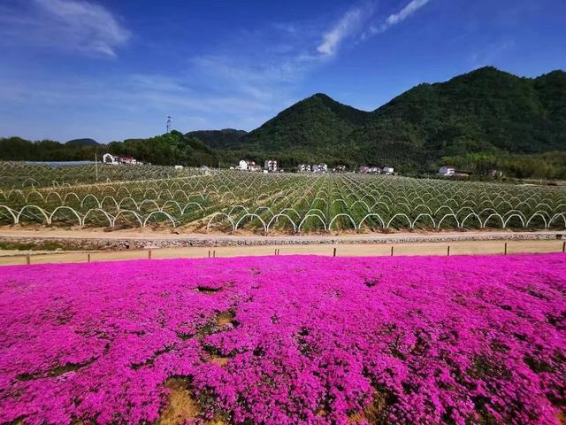 文明在这里｜贵池区罗城村：文明实践滋养美丽乡村