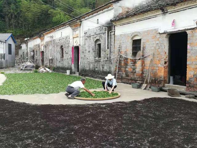 东至县官港镇：古稀老农自奋蹄 发展产业助振兴