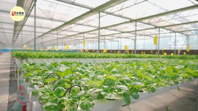 香港青年获广东“五四”表彰，总结创业经有这三条硬道理