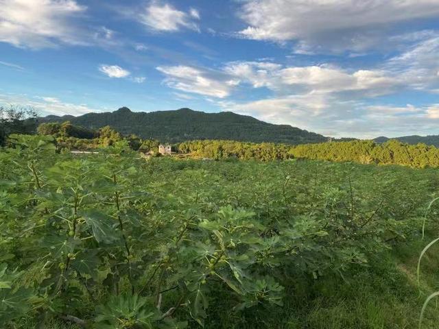 乡村青年CEO：我们只有一个使命，就是让村子富起来