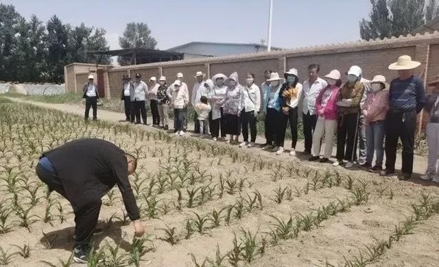 高台县合黎镇：探索“四微”模式 谱写乡村治理新乐章