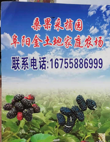 安徽阜阳金土地家庭农场三百多亩桑葚开始让民众采摘