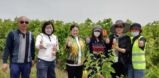 安徽阜阳金土地家庭农场三百多亩桑葚开始让民众采摘