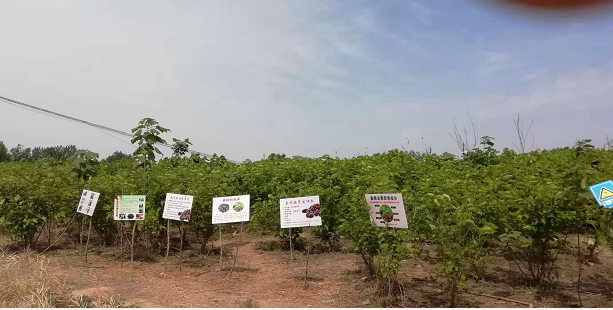 安徽阜阳金土地家庭农场三百多亩桑葚开始让民众采摘