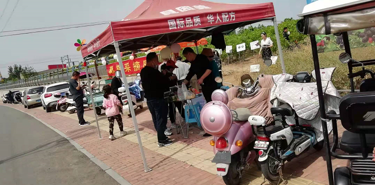 安徽阜阳金土地家庭农场三百多亩桑葚开始让民众采摘