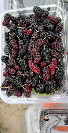 安徽阜阳金土地家庭农场三百多亩桑葚开始让民众采摘