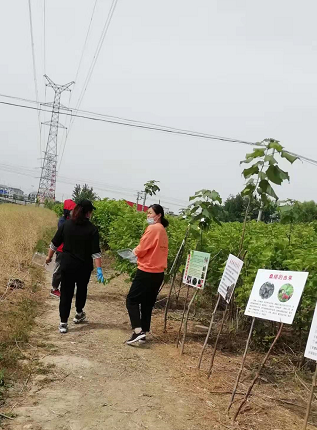 安徽阜阳金土地家庭农场三百多亩桑葚开始让民众采摘