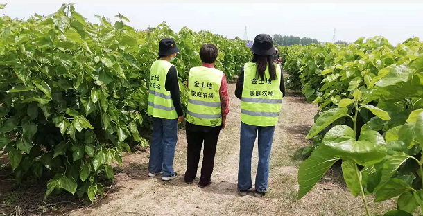 安徽阜阳金土地家庭农场三百多亩桑葚开始让民众采摘