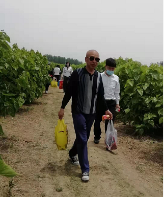 安徽阜阳金土地家庭农场三百多亩桑葚开始让民众采摘