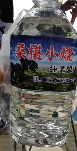 安徽阜阳金土地家庭农场三百多亩桑葚开始让民众采摘