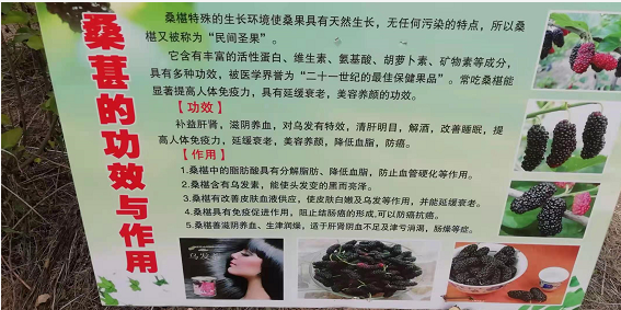 安徽阜阳金土地家庭农场三百多亩桑葚开始让民众采摘