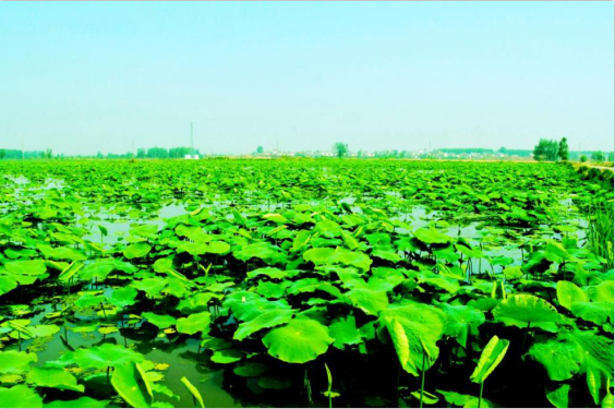 阜南县老观乡河口村乡村振兴调研