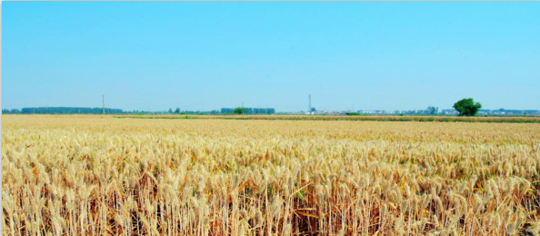 阜南县老观乡河口村乡村振兴调研