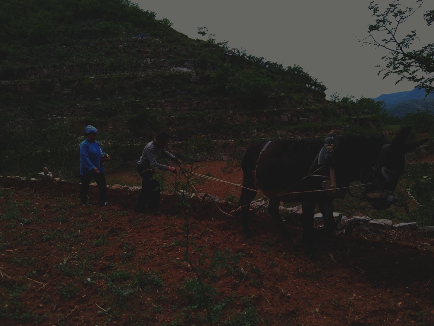 中国千年梯田茶园与草原 靠什么新登全球重要农业文化遗产？