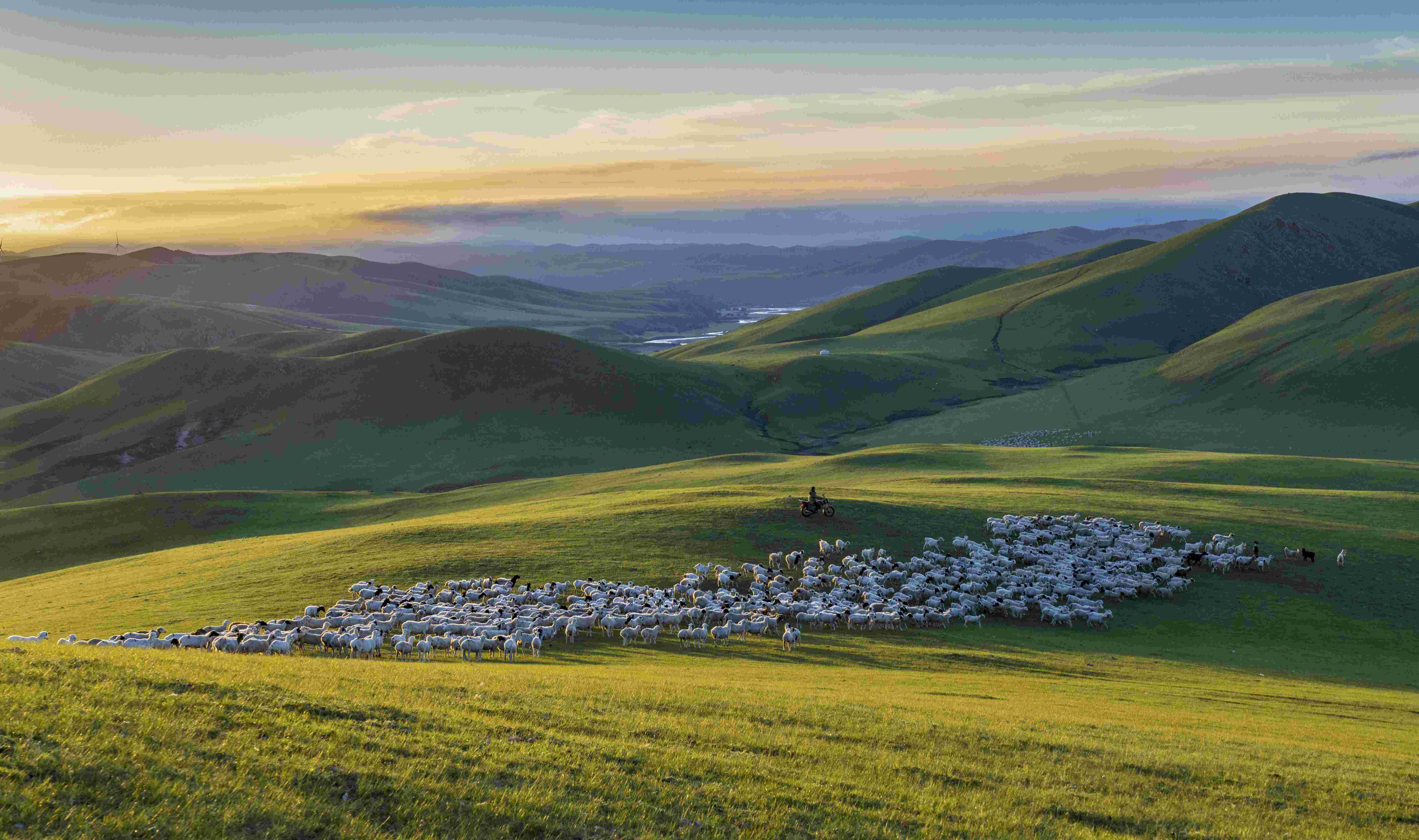 中国千年梯田茶园与草原 靠什么新登全球重要农业文化遗产？