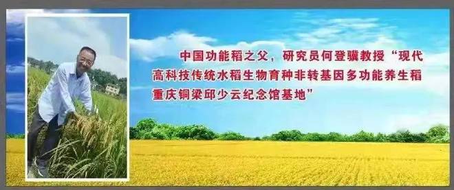 赋予大米新功能-邓泗洲：何登骥水稻新品系
