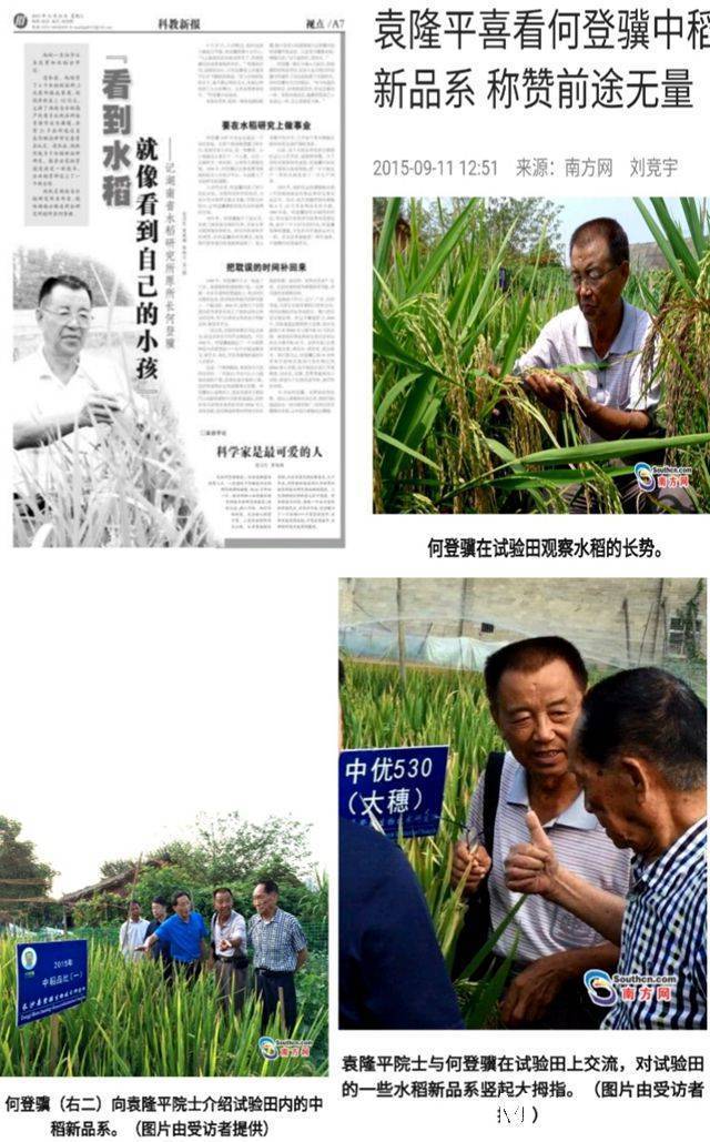 赋予大米新功能-邓泗洲：何登骥水稻新品系