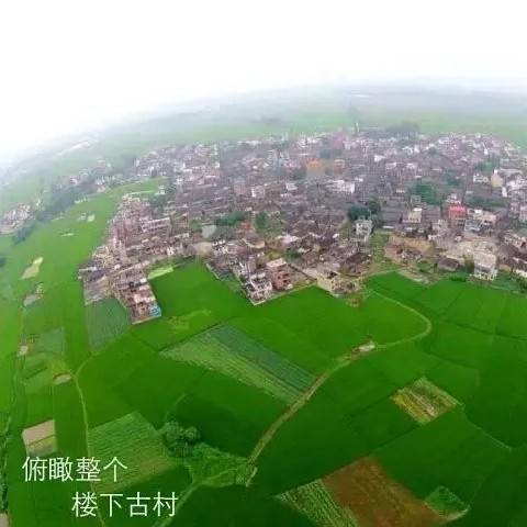 赋予大米新功能-邓泗洲：何登骥水稻新品系