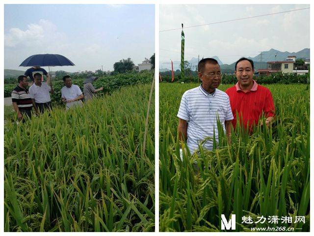 赋予大米新功能-邓泗洲：何登骥水稻新品系