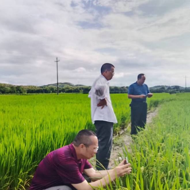 赋予大米新功能-邓泗洲：何登骥水稻新品系