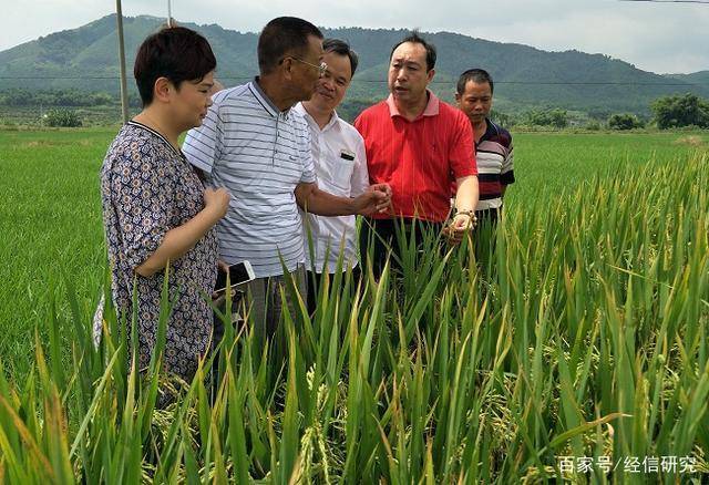 赋予大米新功能-邓泗洲：何登骥水稻新品系