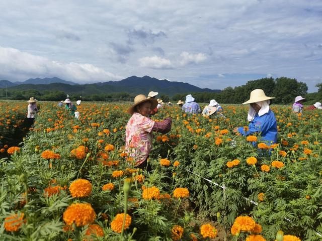 安徽东至：“村企共建”绘“钱”景