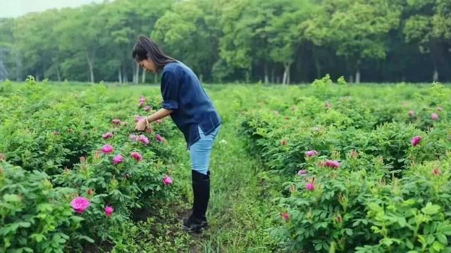 “海归农场主”的“美丽生活”