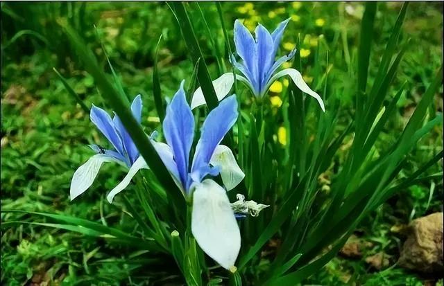 水竹相依！山水相融！世人只知蜀南有竹海！不闻兰州竹林沟！