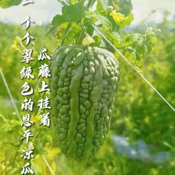 恩平美果｜恩平凉瓜